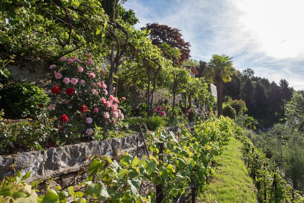 Villa Paradiso Cannero Riviera Dış mekan fotoğraf